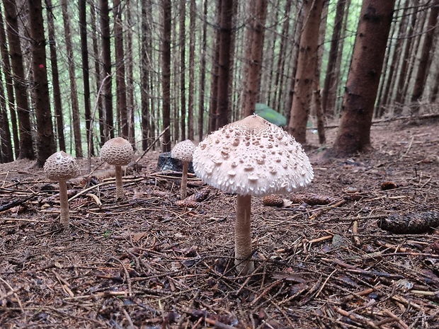 bedľa vysoká Macrolepiota procera (Scop.) Singer