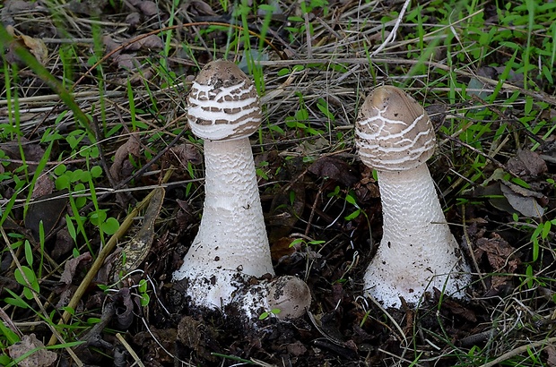 bedľa vysoká Macrolepiota procera (Scop.) Singer