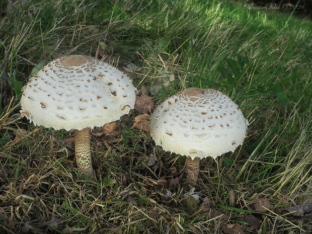 bedľa vysoká Macrolepiota procera (Scop.) Singer