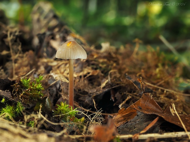 prilbička šafranová Mycena crocata (Schrad.) P. Kumm.