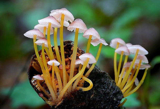 prilbička žltohlúbiková Mycena renati Quél.