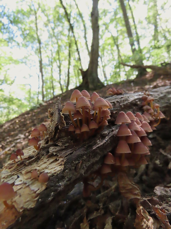 prilbička žltohlúbiková Mycena renati Quél.