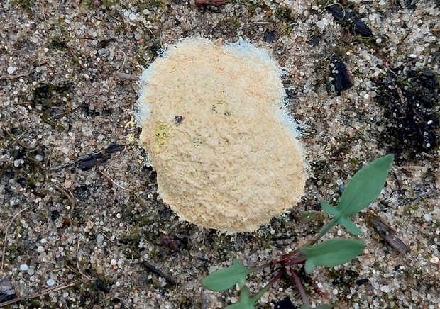 sieťnatka obyčajná Reticularia lycoperdon Bull.