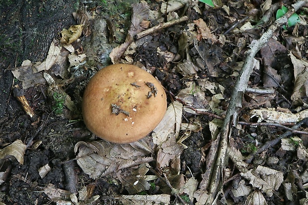 plávka Russula sp.