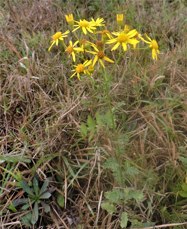 starček jakubov Senecio jacobaea L.