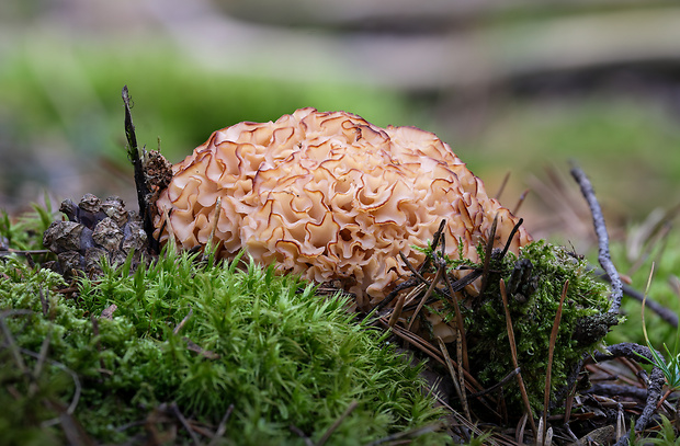 kučierka veľká Sparassis crispa (Wulfen) Fr.