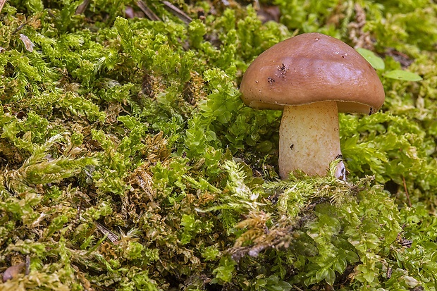 masliak kopcový Suillus collinitus (Fr.) Kuntze