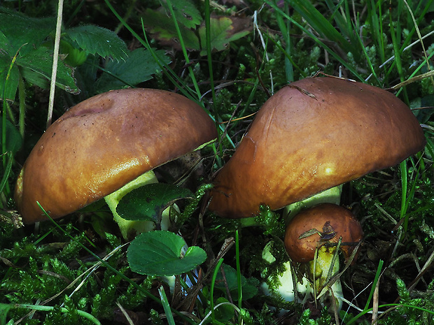 masliak zrnitý Suillus granulatus (L.) Roussel