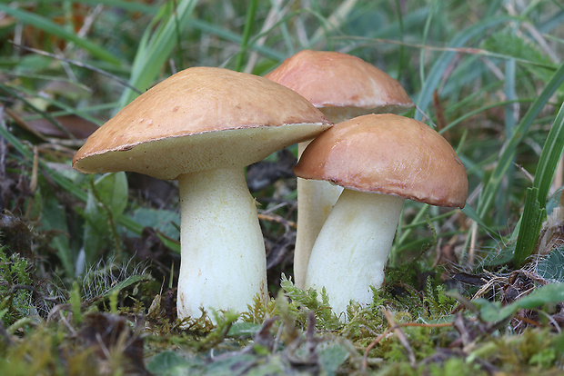 masliak zrnitý Suillus granulatus (L.) Roussel