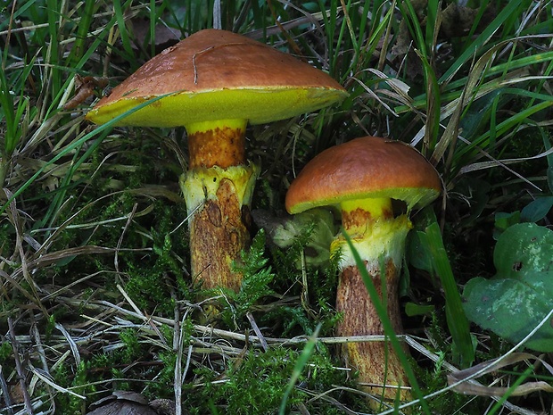 masliak smrekovcový Suillus grevillei (Klotzsch) Singer