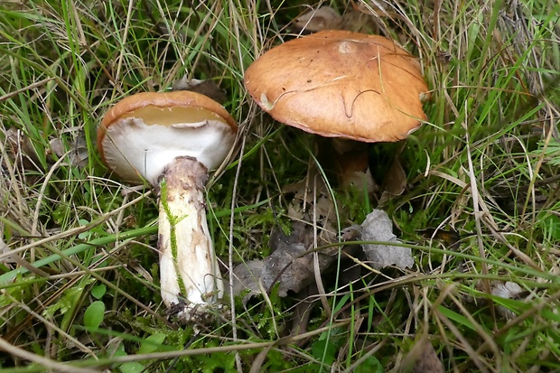 masliak obyčajný Suillus luteus (L.) Roussel