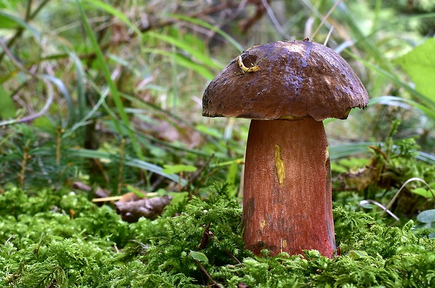 hríb zrnitohlúbikový Sutorius luridiformis (Rostk.) G. Wu & Zhu L. Yang