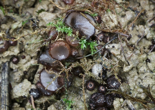 trichoféa Trichophaea sp.