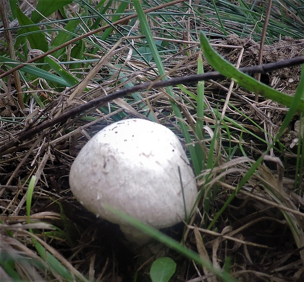 pečiarka obyčajná Agaricus bitorquis (Quél.) Sacc.