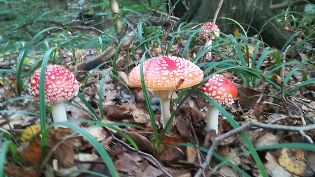 muchotrávka červená Amanita muscaria (L.) Lam.