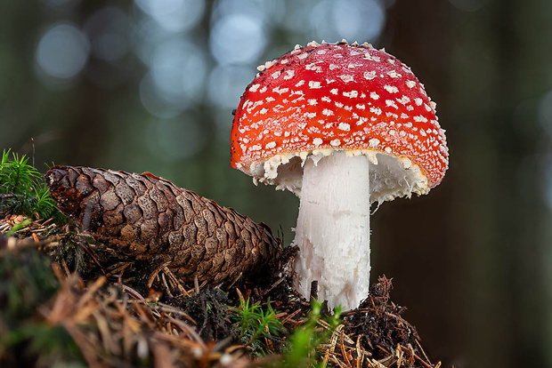 muchotrávka červená Amanita muscaria (L.) Lam.