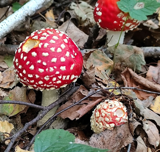 muchotrávka červená Amanita muscaria (L.) Lam.