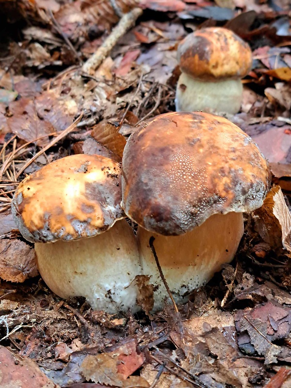 hríb bronzový Boletus aereus Bull. ex Fr.