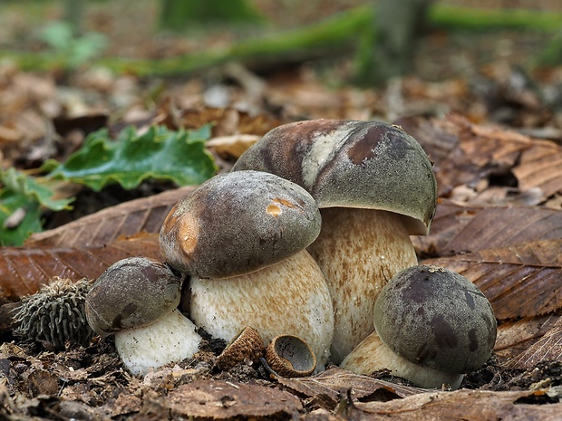 hríb bronzový Boletus aereus Bull. ex Fr.