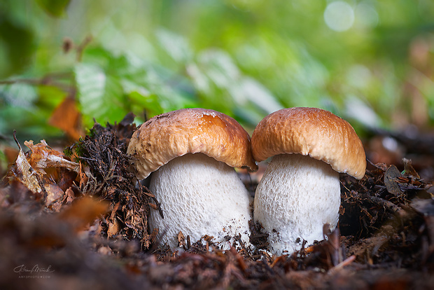 hríb smrekový Boletus edulis Bull.