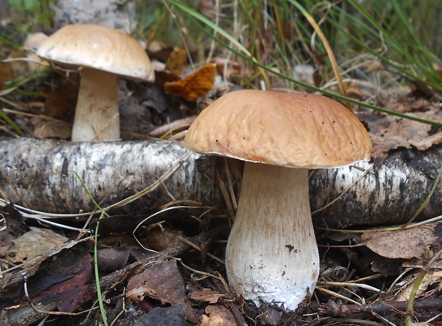 hríb smrekový Boletus edulis Bull.