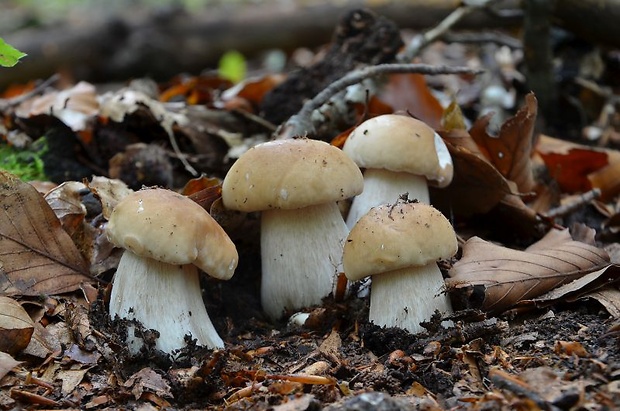 hríb smrekový Boletus edulis Bull.