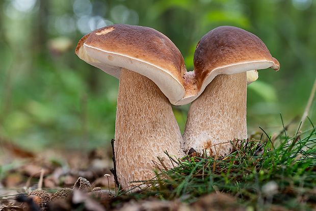 hríb smrekový Boletus edulis Bull.