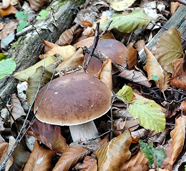 hríb smrekový Boletus edulis Bull.