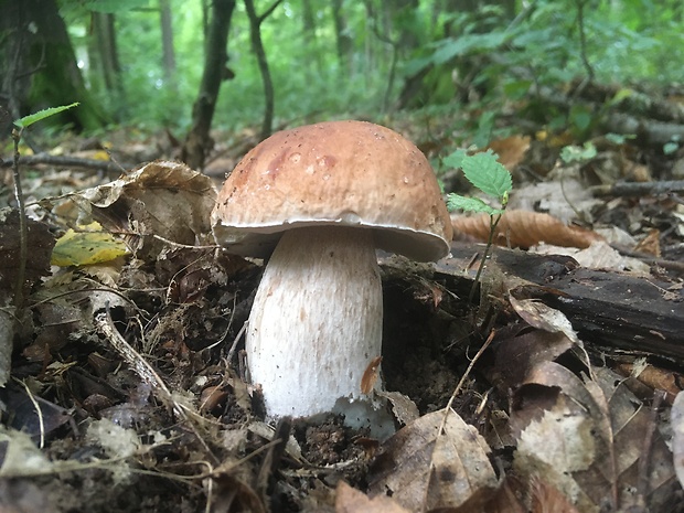 hríb smrekový Boletus edulis Bull.