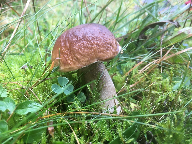 hríb smrekový Boletus edulis Bull.