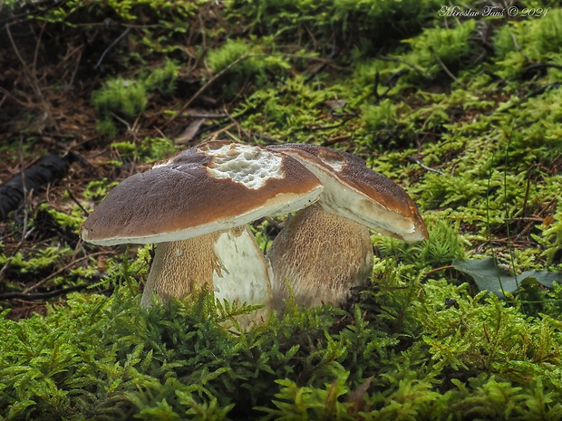 hríb smrekový Boletus edulis Bull.