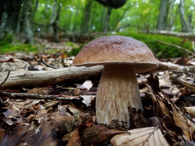 hríb smrekový Boletus edulis Bull.