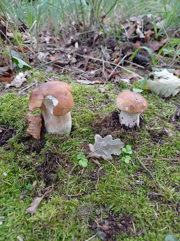 hríb smrekový Boletus edulis Bull.