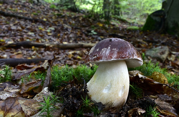 hríb sosnový Boletus pinophilus Pil. et Dermek in Pil.