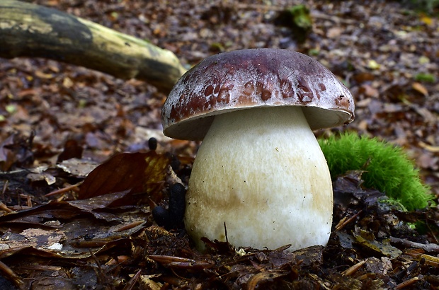 hríb sosnový Boletus pinophilus Pil. et Dermek in Pil.