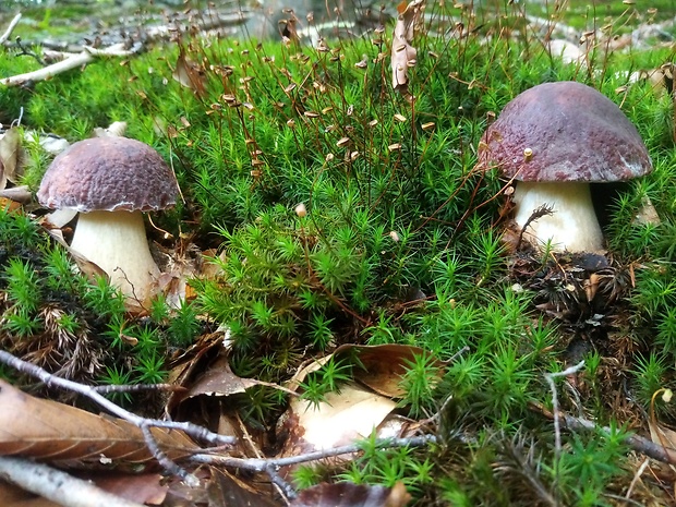 hríb sosnový Boletus pinophilus Pil. et Dermek in Pil.