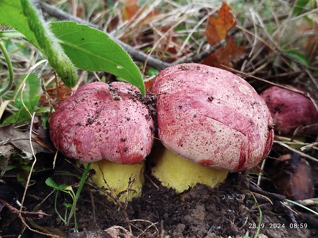 hríb kráľovský Butyriboletus regius (Krombh.) D. Arora & J.L. Frank