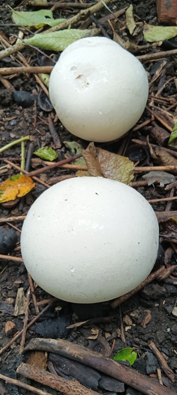 vatovec obrovský Calvatia gigantea (Batsch) Lloyd