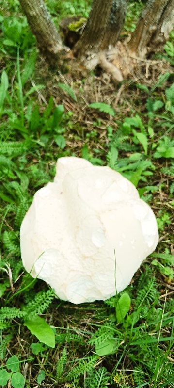 vatovec obrovský Calvatia gigantea (Batsch) Lloyd