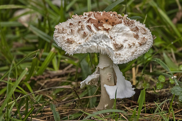 bedľa Olivierova Chlorophyllum olivieri (Barla) Vellinga