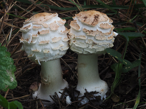 bedľa červenejúca Chlorophyllum rachodes (Vittad.) Vellinga