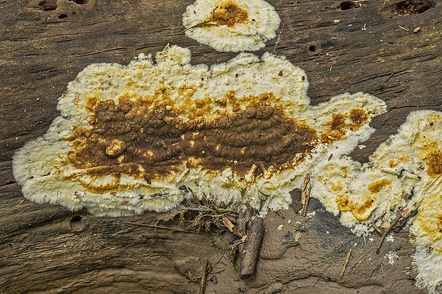 chrastavka pivničná Coniophora puteana (Schumach.) P. Karst.