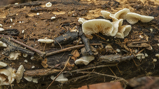 pahliva Crepidotus sp.