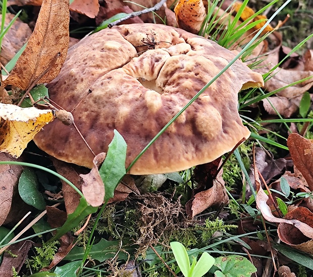 hríb jamkatý Hemileccinum depilatum (Redeuilh) Šutara