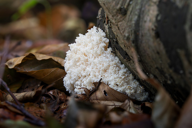 koralovec bukový Hericium coralloides (Scop.) Pers.