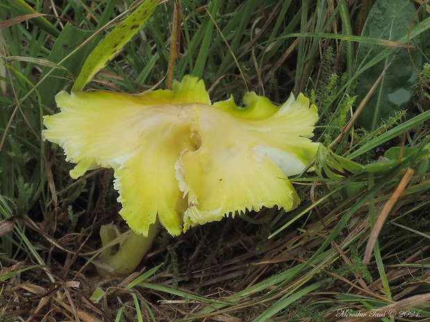 lúčnica sírovožltá Hygrocybe citrinovirens (J.E. Lange) Jul. Schäff.