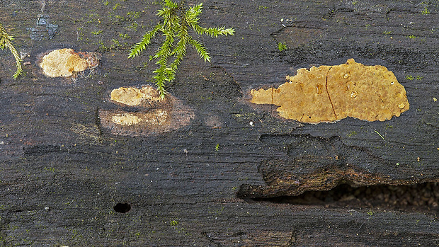 drevovček Hypoxylon sp.