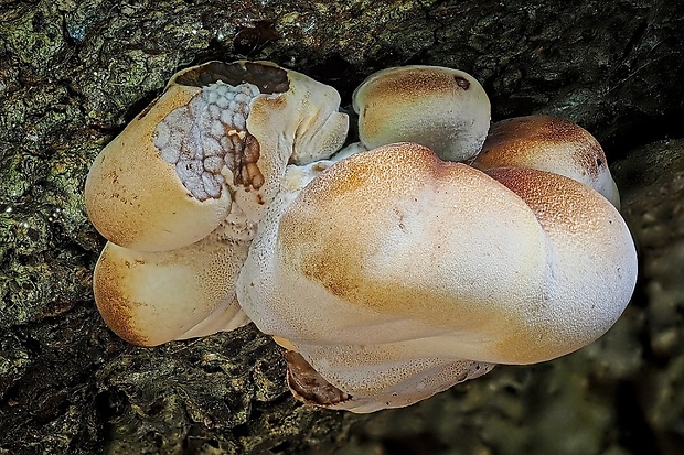 smolokôrovka buková Ischnoderma resinosum (Schrad.) P. Karst.