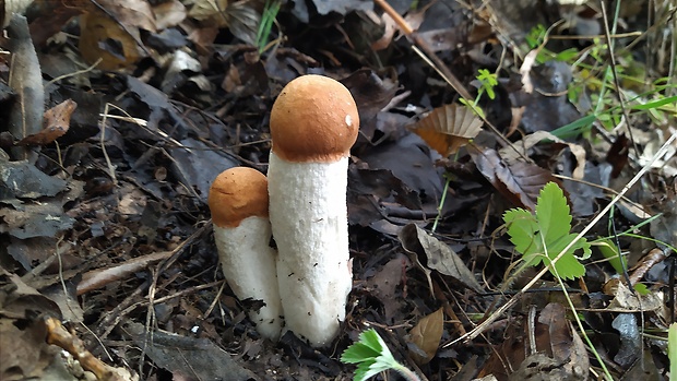 kozák osikový Leccinum albostipitatum den Bakker & Noordel.