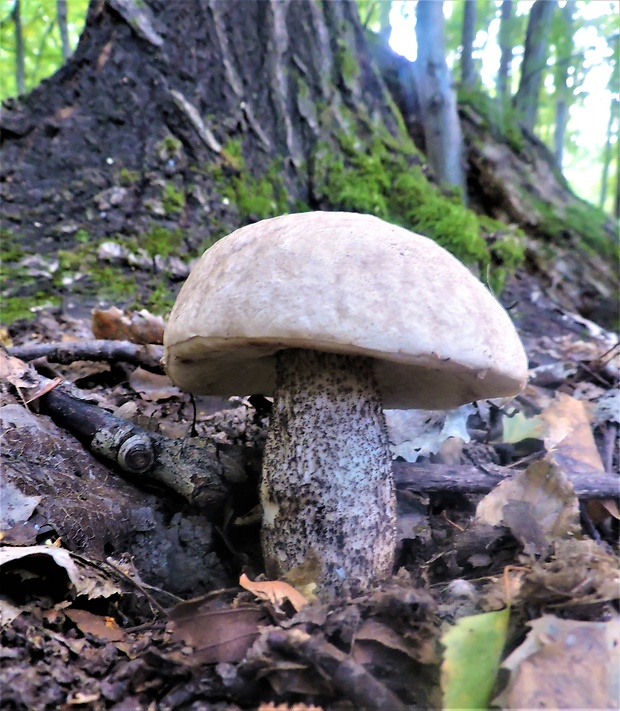 kozák topoľový Leccinum duriusculum (Schulzer ex Kalchbr.) Singer